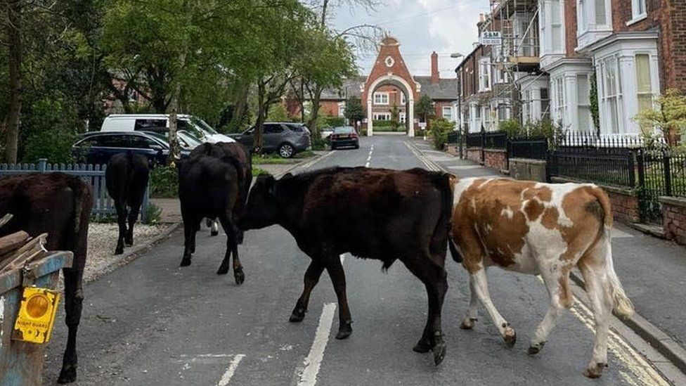 Strolling cows across the street during the day