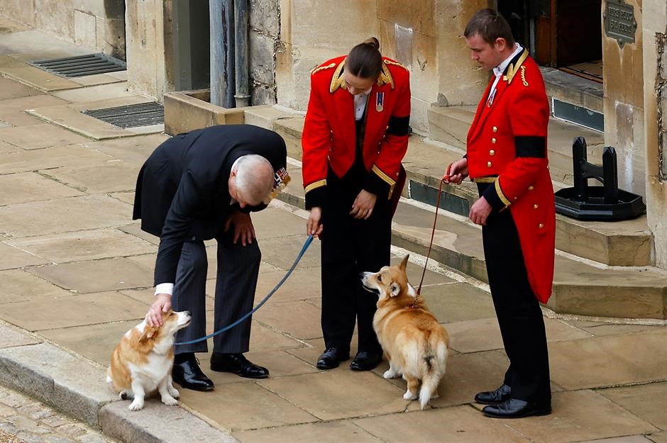 Allowing your pet to mate with a pet from the royal family